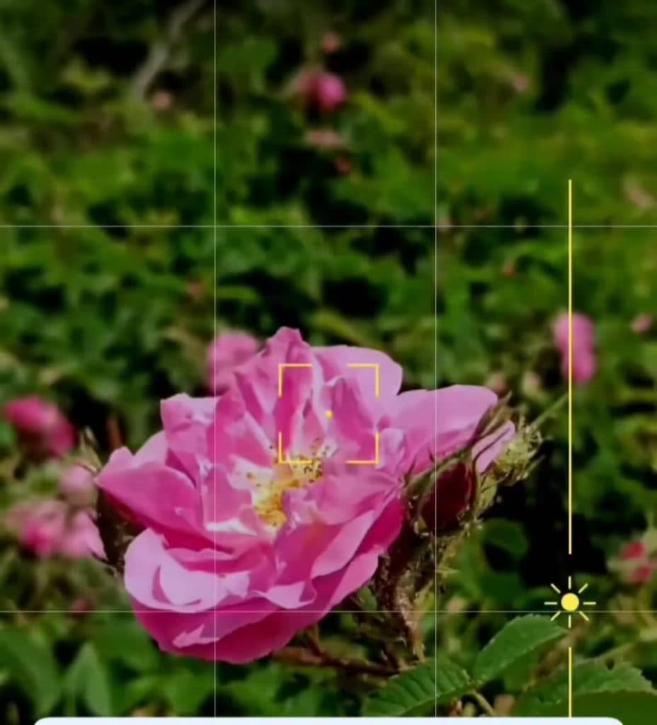 نهالستان گل محمدی در سقز