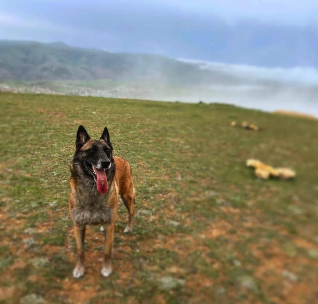 آکادمی آموزش سگ دلتا در بندرعباس