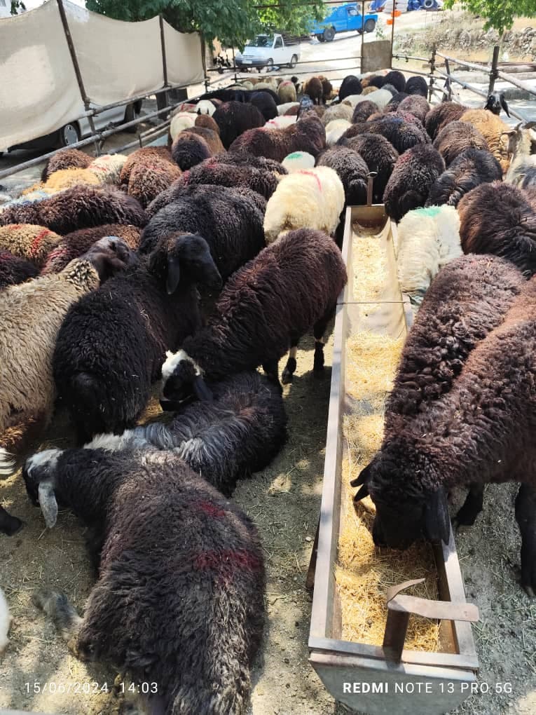 فروش گوسفند زنده رضایی در تهران