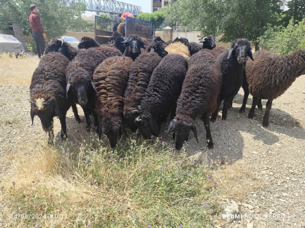 فروش گوسفند زنده رضایی در تهران