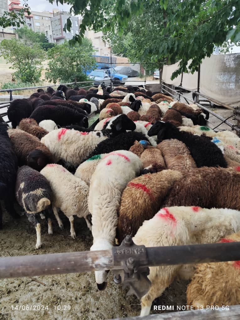 فروش گوسفند زنده رضایی در تهران