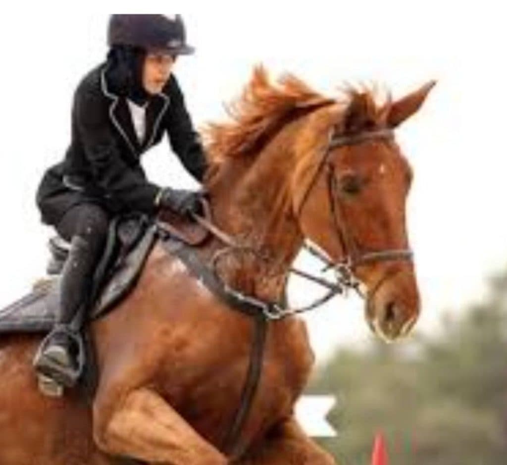 باشگاه سوارکاری و استبل اسب انرژی مثبت گاوازنگ در زنجان