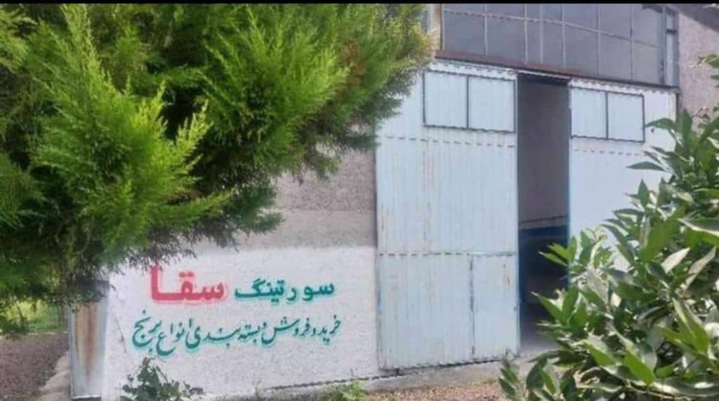 سورتینگ برنج سقا در آمل