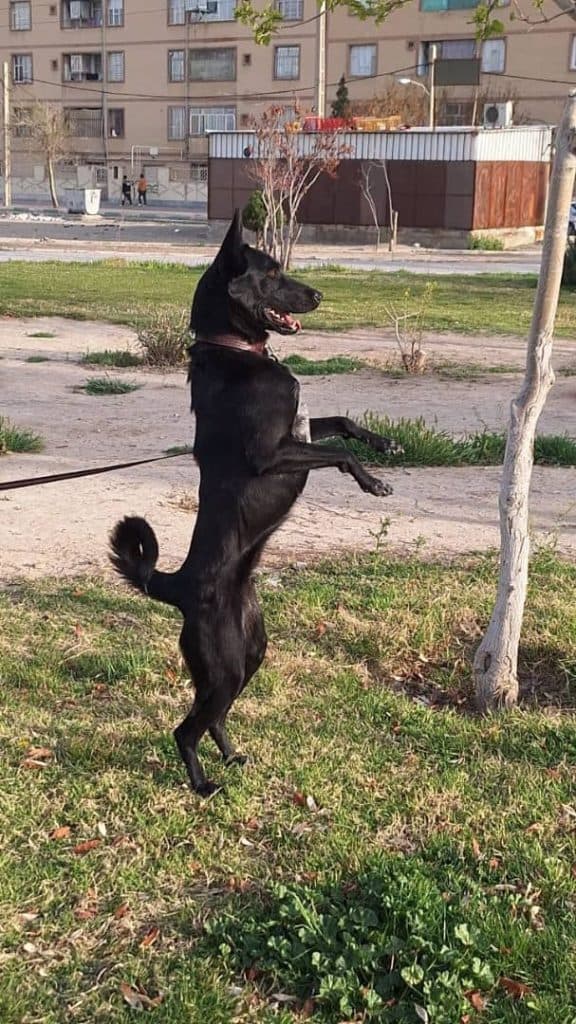 مربی تربیت سگ طلا راستی در شمال غرب تهران