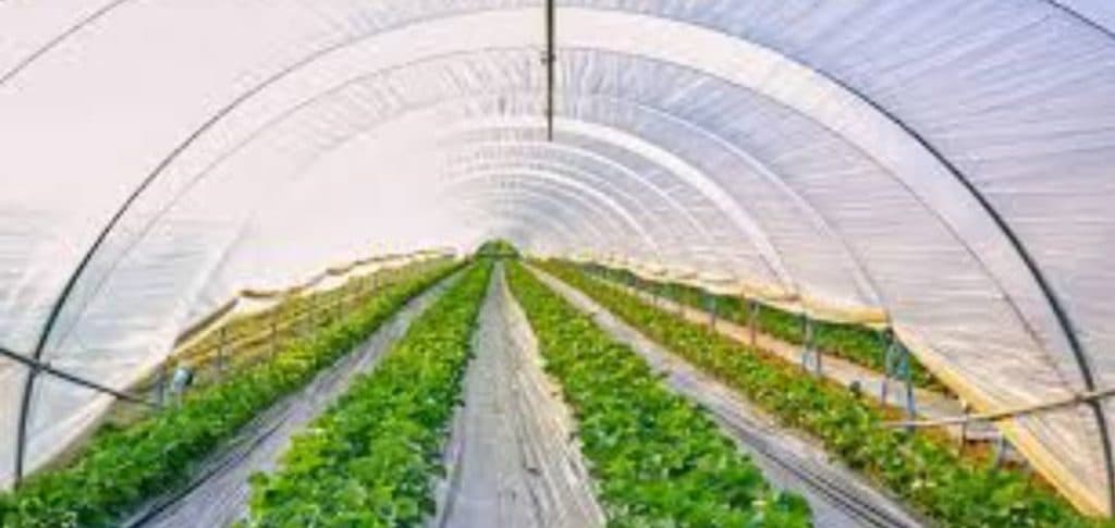 نایلون گلخانه برادران در جویبار