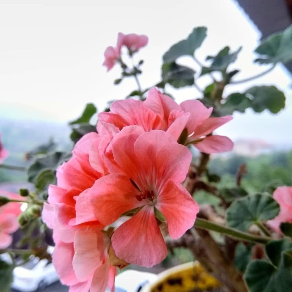 اقامتگاه بومگردی دهکده در گونه کلا شیرگاه