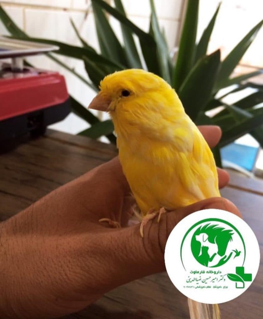 کلینیک دامپزشکی دکتر ضیاالدینی در مطهری رفسنجان