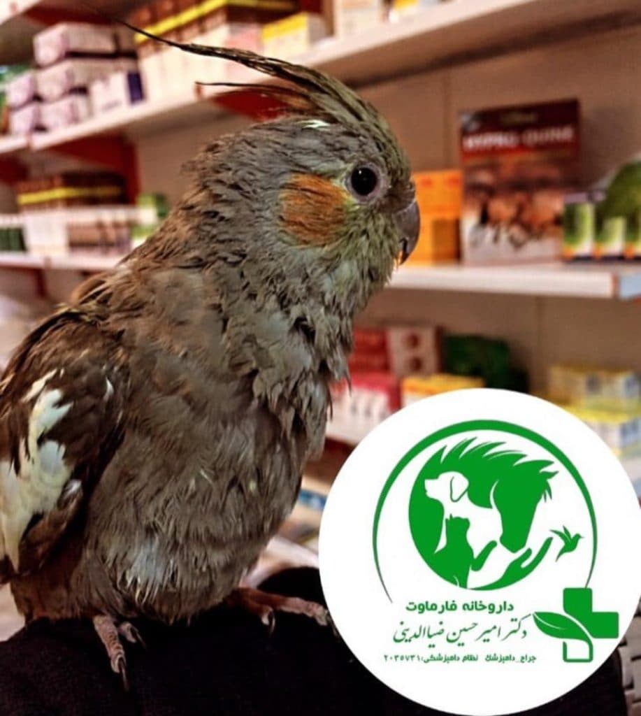 کلینیک دامپزشکی دکتر ضیاالدینی در مطهری رفسنجان