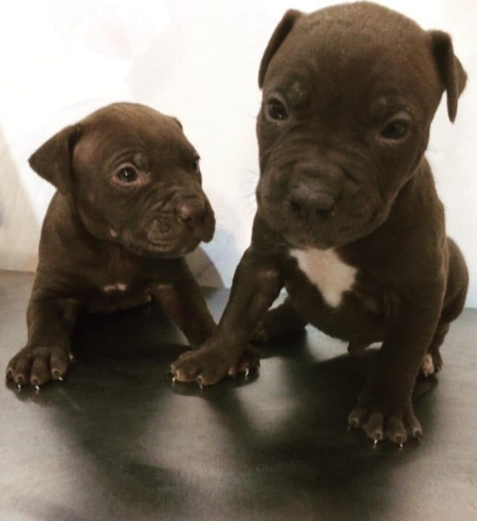 کلینیک دامپزشکی دکتر ضیاالدینی در مطهری رفسنجان