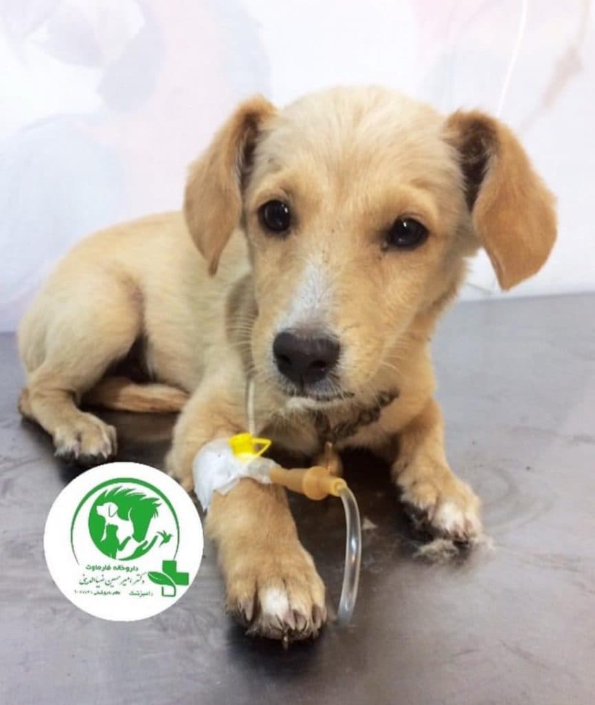 کلینیک دامپزشکی دکتر ضیاالدینی در مطهری رفسنجان