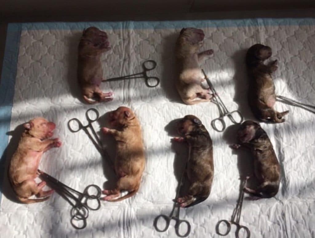 کلینیک دامپزشکی دکتر ضیاالدینی در مطهری رفسنجان