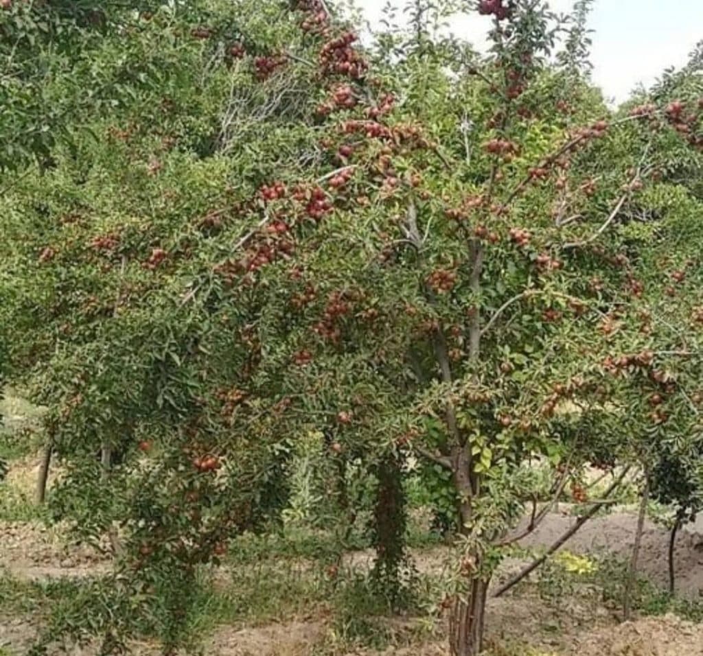 نهالستان یونس بشیرزاده در گوگان