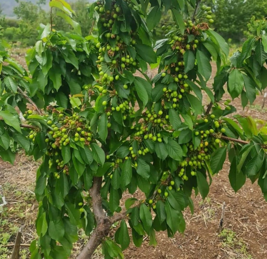 نهالستان اسدلو در خوی