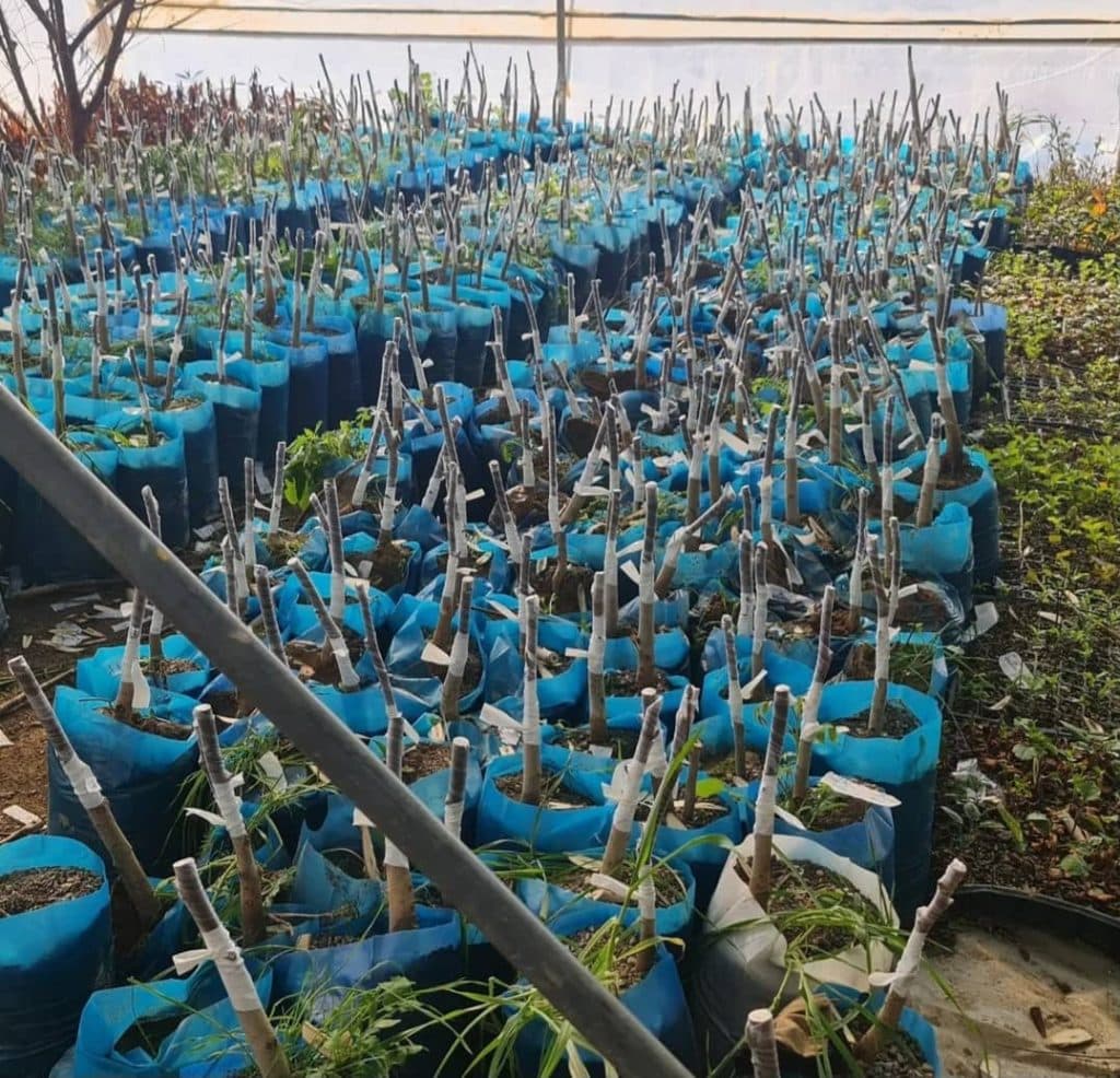 نهالستان اسدلو در خوی