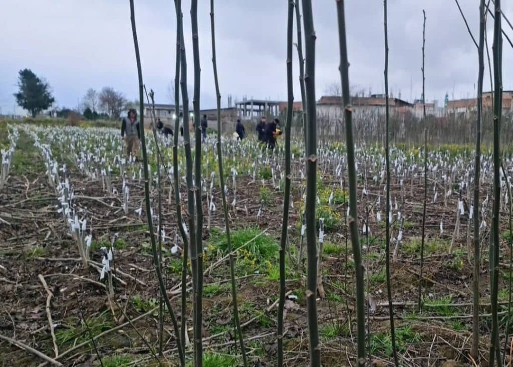 نهالستان اسدلو در خوی