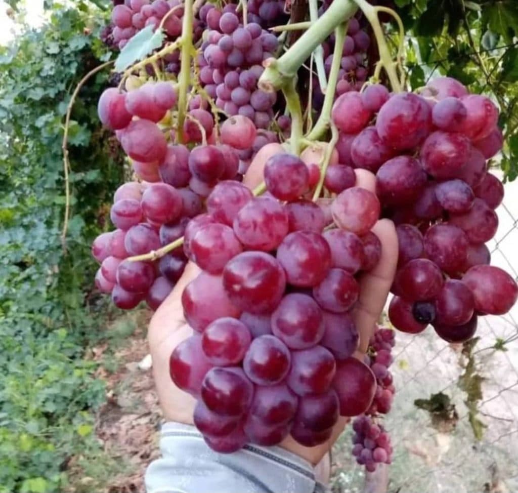 نهالستان اسدلو در خوی