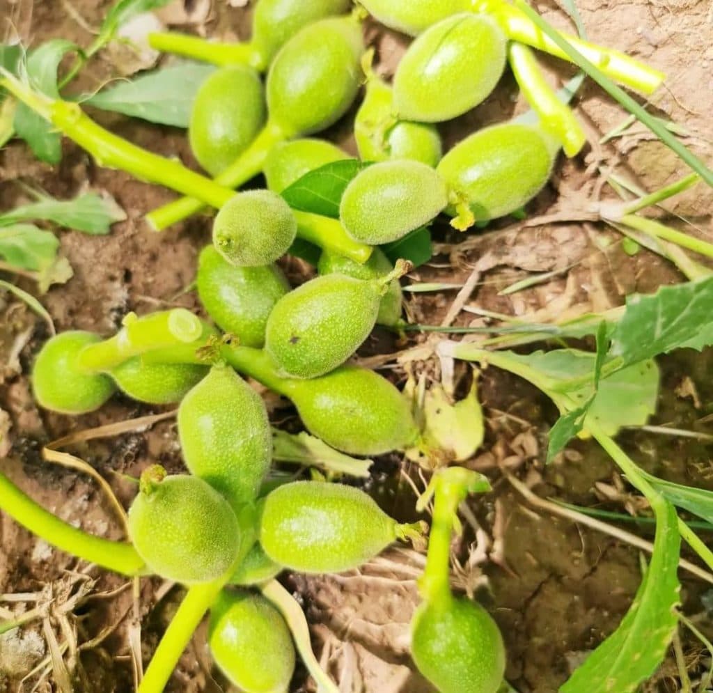 نهالستان اسدلو در خوی