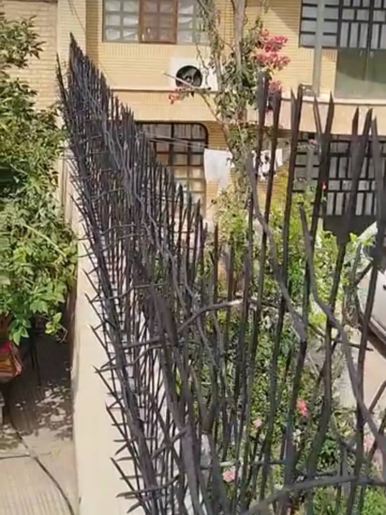 تولید و پخش عمده حفاظ شاخ گوزنی حقیقت در تهران