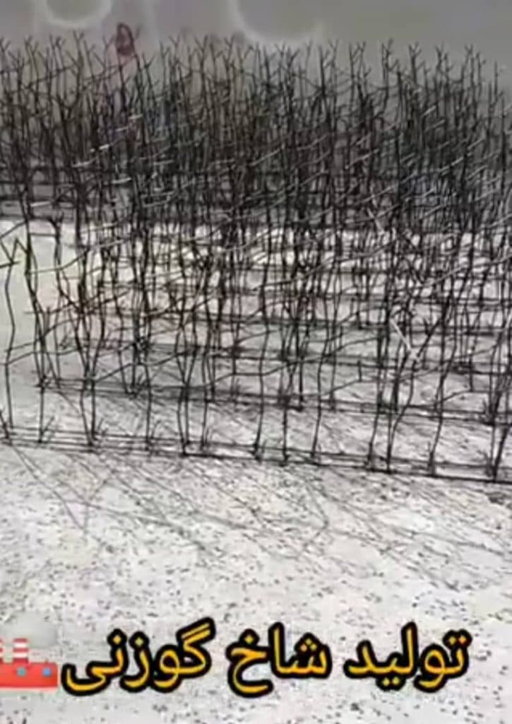 تولید و پخش عمده حفاظ شاخ گوزنی حقیقت در تهران