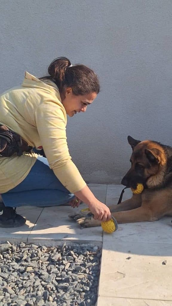 مربی تربیت سگ طلا راستی در شمال غرب تهران