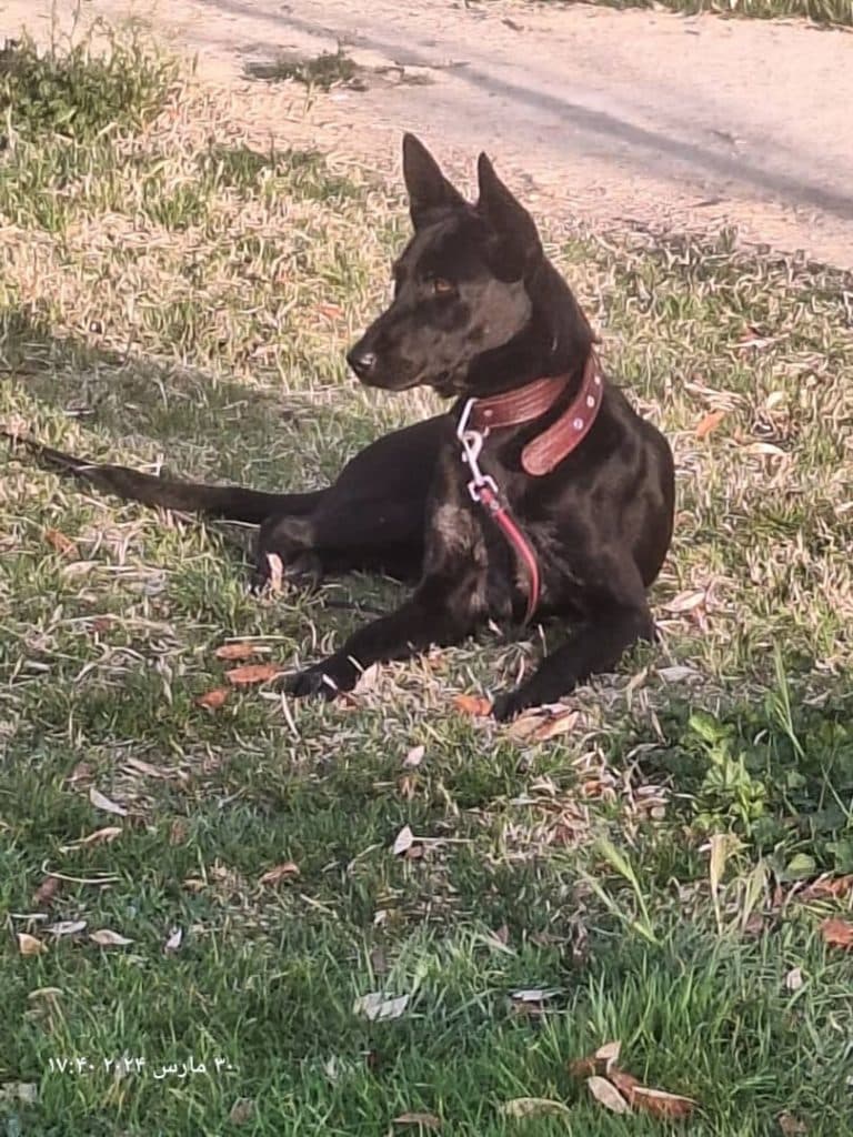 مربی تربیت سگ طلا راستی در شمال غرب تهران