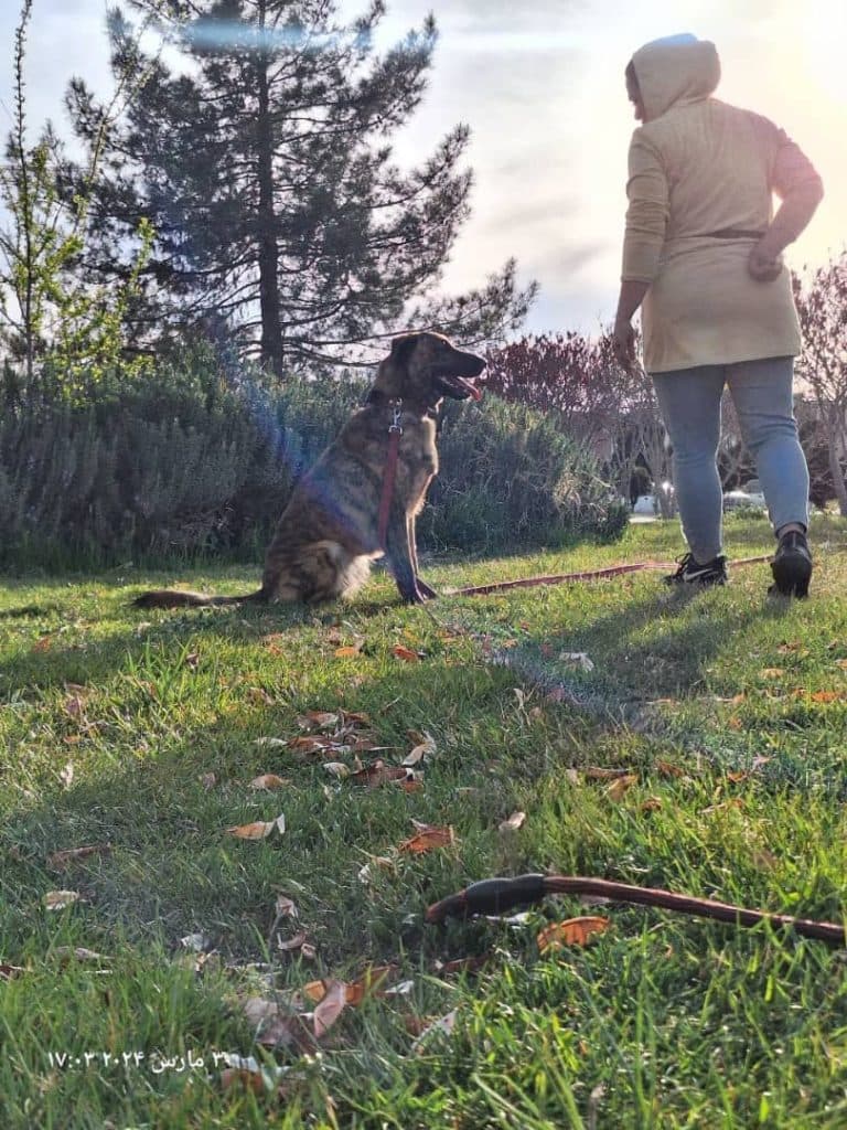 مربی تربیت سگ طلا راستی در شمال غرب تهران