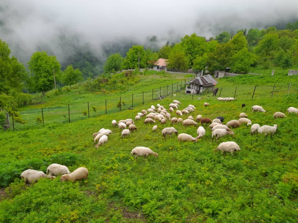 املاک کوهپایه پونل در رضوانشهر