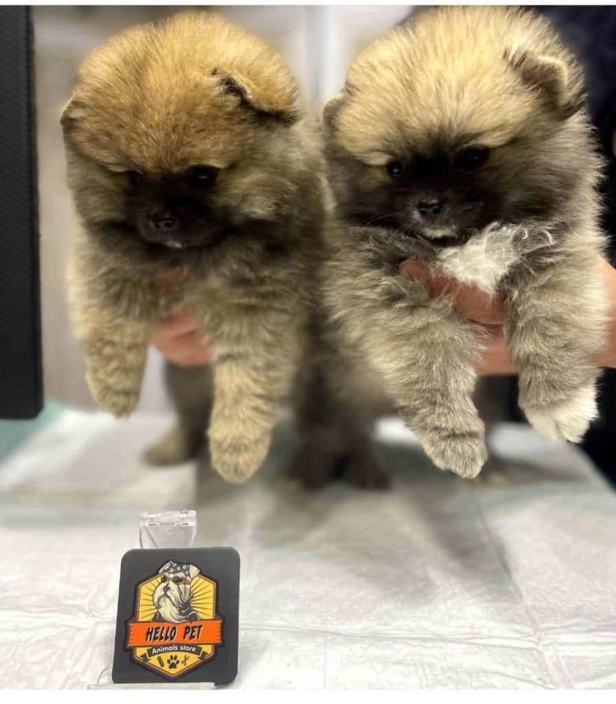 پت شاپ هلو پت در لنگرود