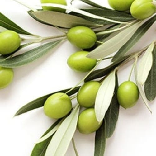 مرکز پخش زیتون جعفری در رشت