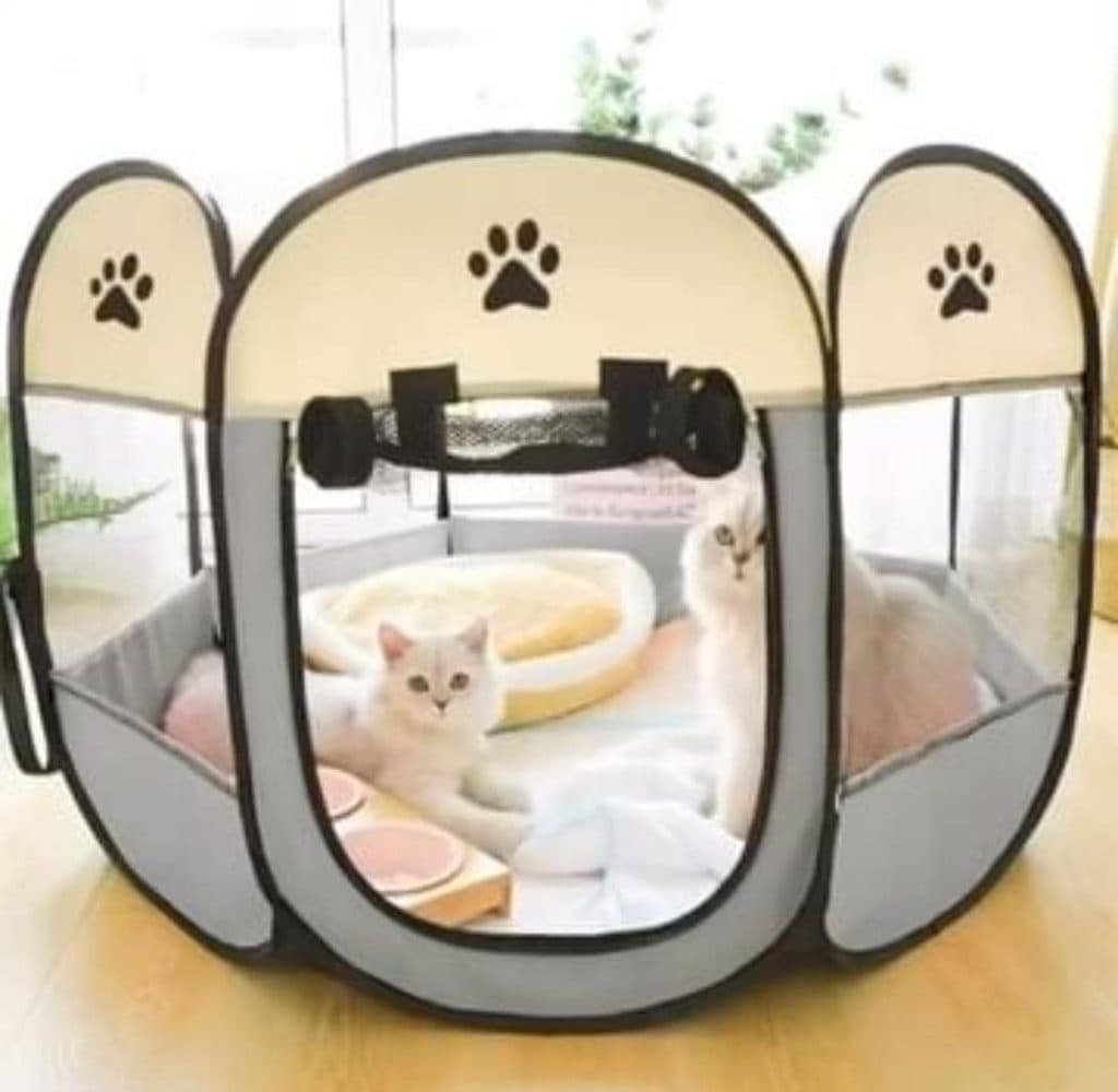 پت شاپ حقیقی در نوبهار کرمانشاه