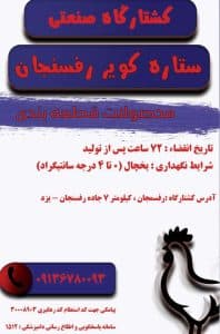 کشتارگاه مرغ ستاره کویر رفسنجان