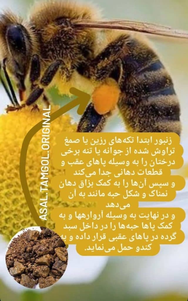 آموزشگاه فنی و حرفه ای پرورش زنبور عسل موسی شریفی در قروه