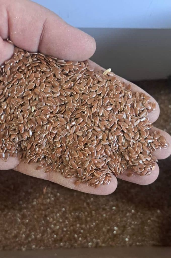 فروش دانه های خارجی و ایرانی پرندگان همراه در رشت