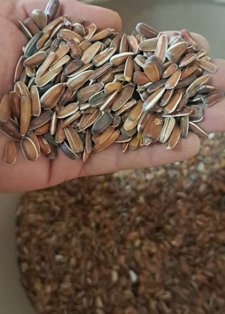 فروش دانه های خارجی و ایرانی پرندگان همراه در رشت