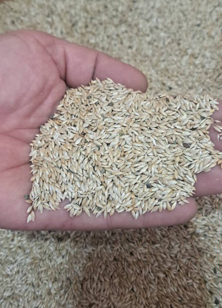 فروش دانه های خارجی و ایرانی پرندگان همراه در رشت