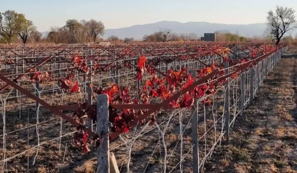 تولید پایه فنس و داربست انگور اوکسین بتن تاک در قزوین