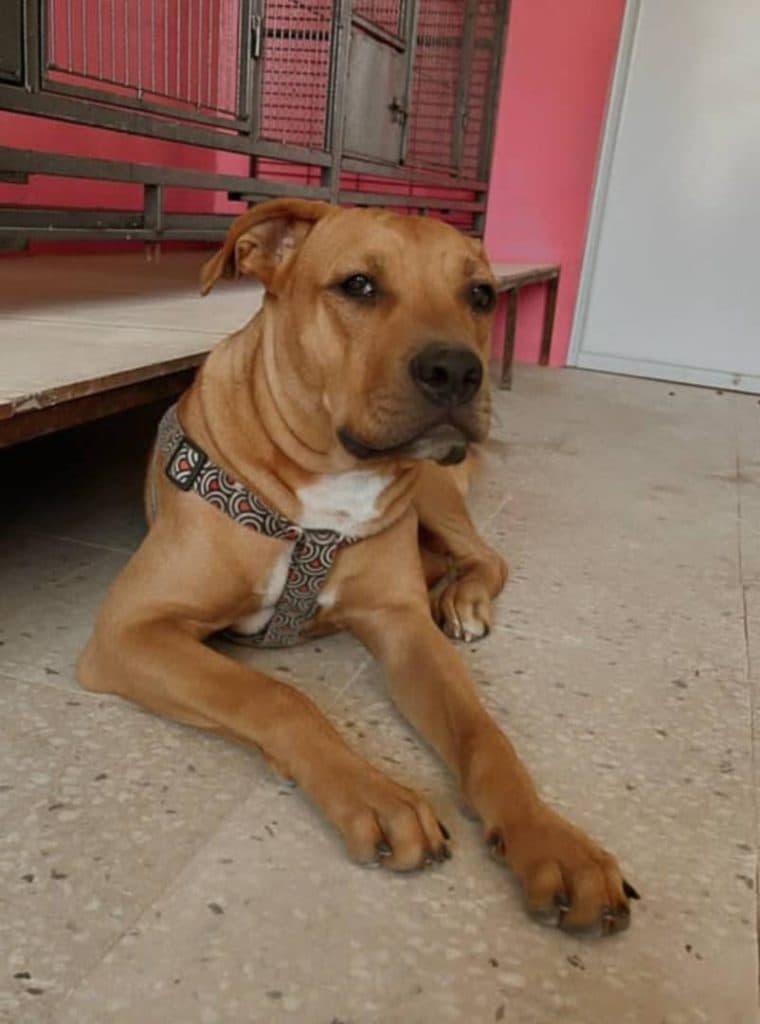 آموزش و پانسیون شبانه روزی حیوانات خانگی پت آی سی یو در فلاورجان