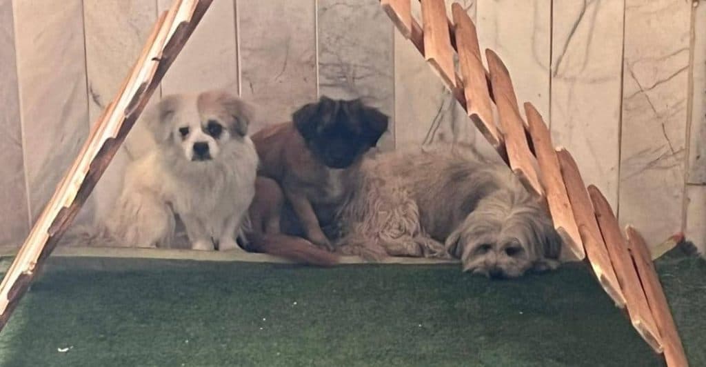 آموزش و پانسیون شبانه روزی حیوانات خانگی پت آی سی یو در فلاورجان