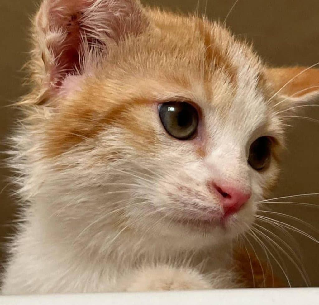 آموزش و پانسیون شبانه روزی حیوانات خانگی پت آی سی یو در فلاورجان