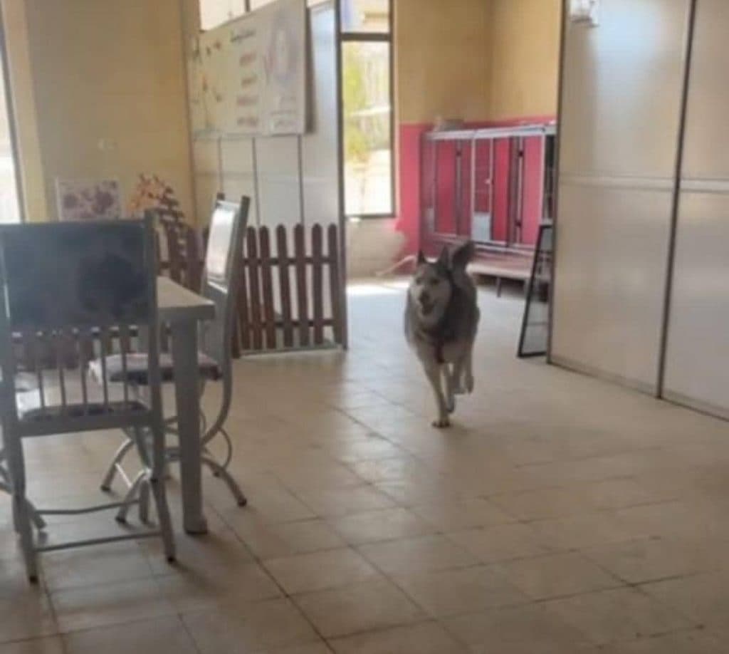 آموزش و پانسیون شبانه روزی حیوانات خانگی پت آی سی یو در فلاورجان