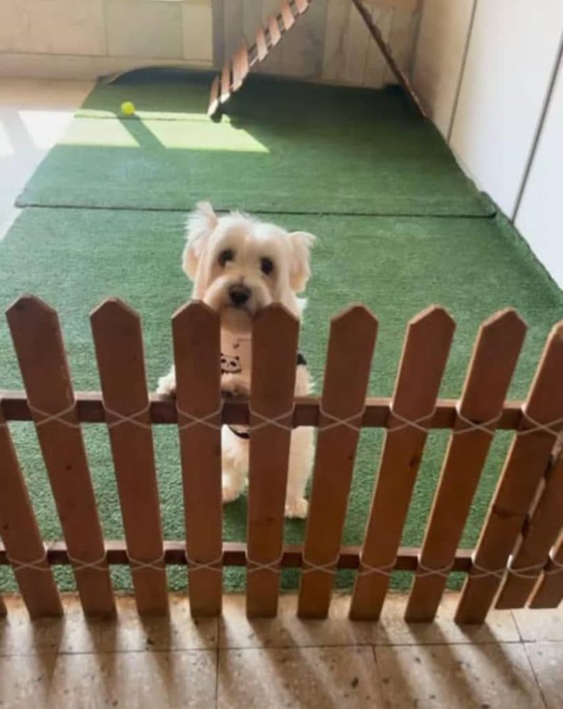 آموزش و پانسیون شبانه روزی حیوانات خانگی پت آی سی یو در فلاورجان