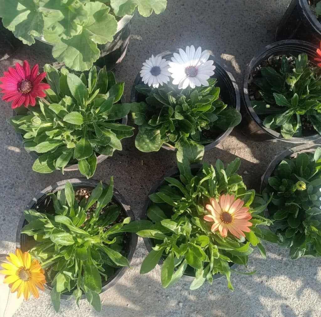 گل فروشی و گل آرایی گلسرای ستاره در ۱۵ خرداد جنوبی نجف آباد