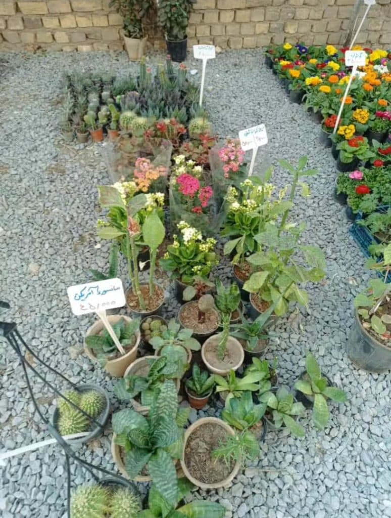 گل فروشی و گل آرایی گلسرای ستاره در ۱۵ خرداد جنوبی نجف آباد