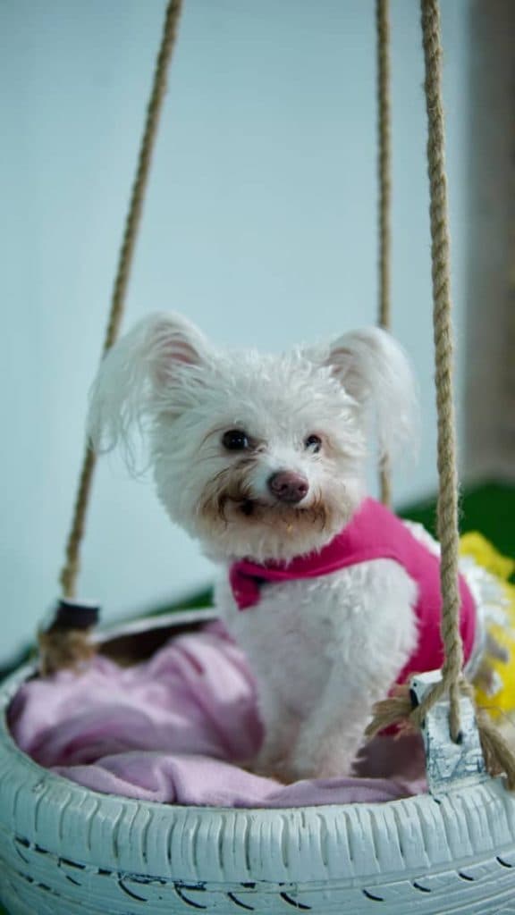 شهربازی و سالن تخلیه انرژی حیوانات نیک در بندرعباس