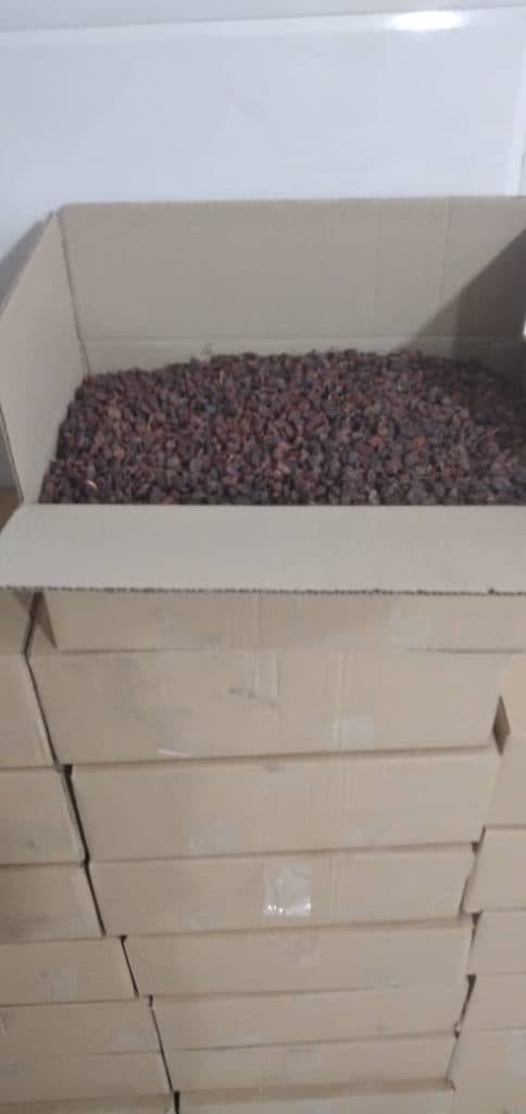 تولید زغال حبه ای و پوست پسته سیمرغ در ملایر