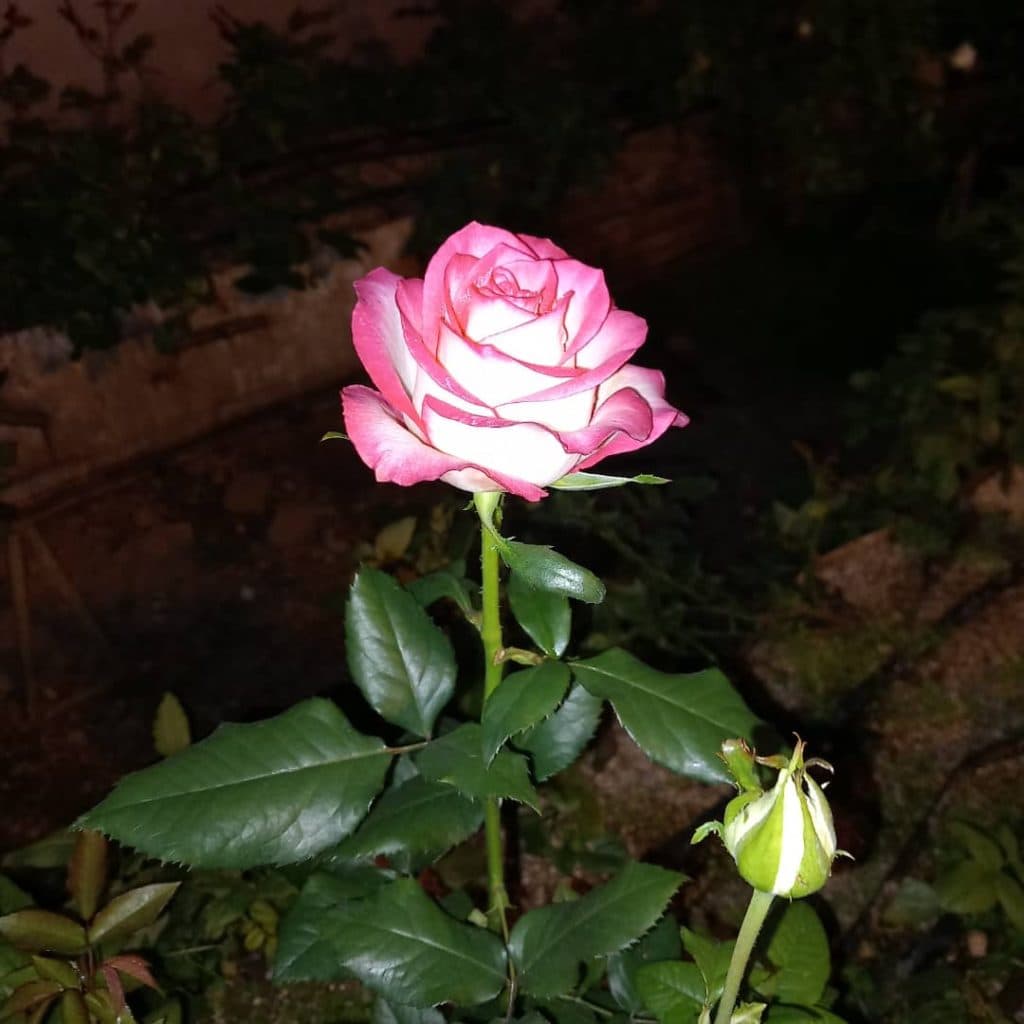 پرورش و فروش گل رز هلندی حسین زاده در تبریز