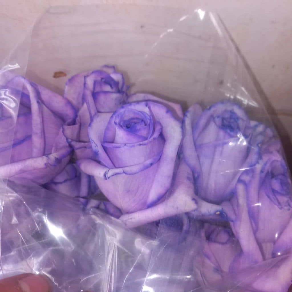 پرورش و فروش گل رز هلندی حسین زاده در تبریز