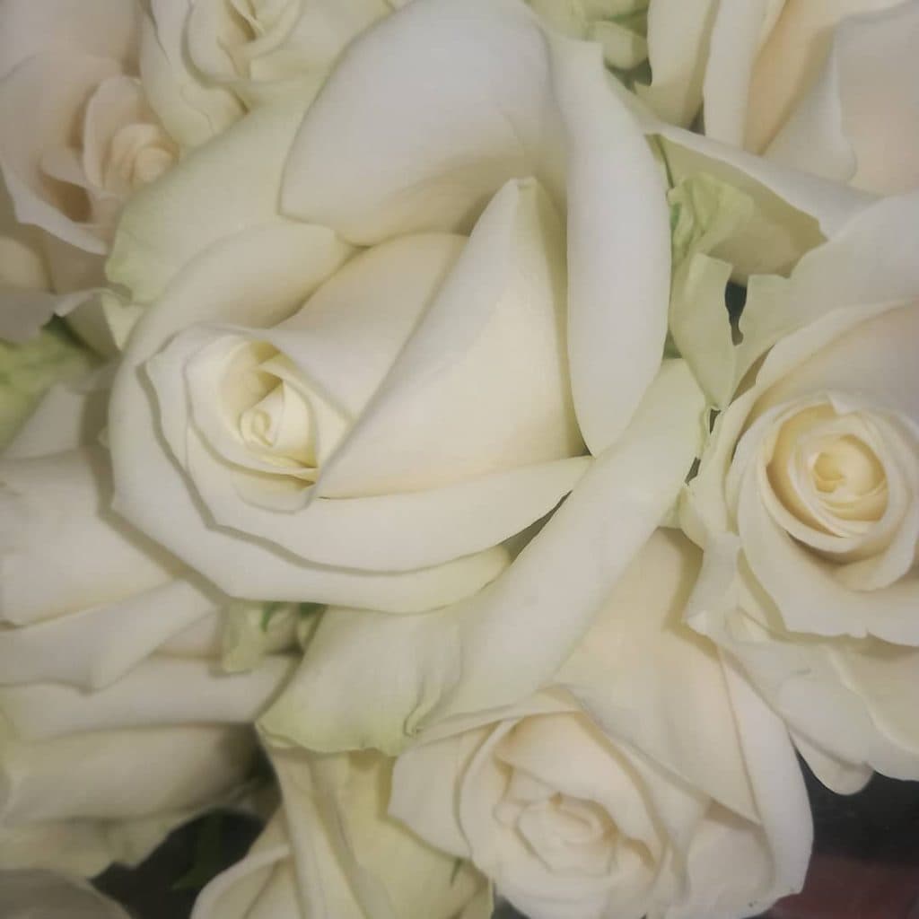 پرورش و فروش گل رز هلندی حسین زاده در تبریز