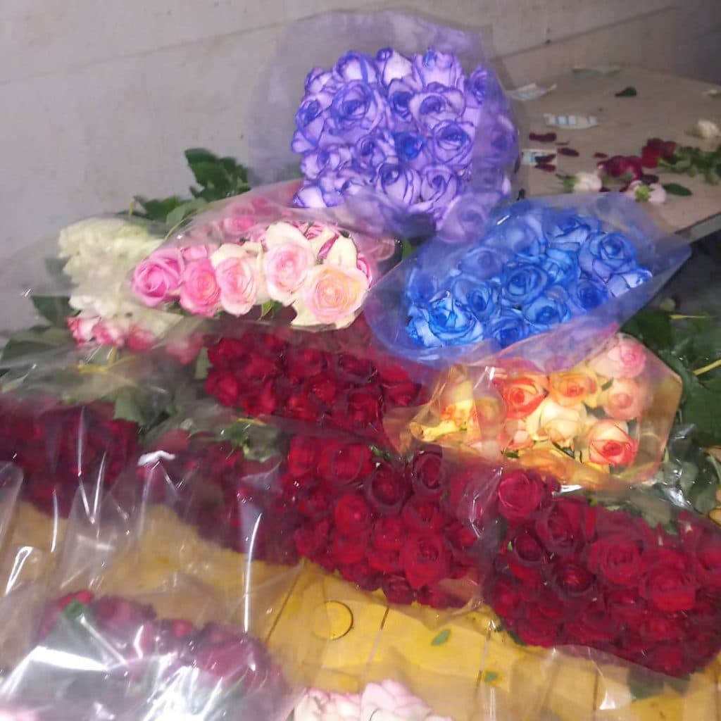 پرورش و فروش گل رز هلندی حسین زاده در تبریز