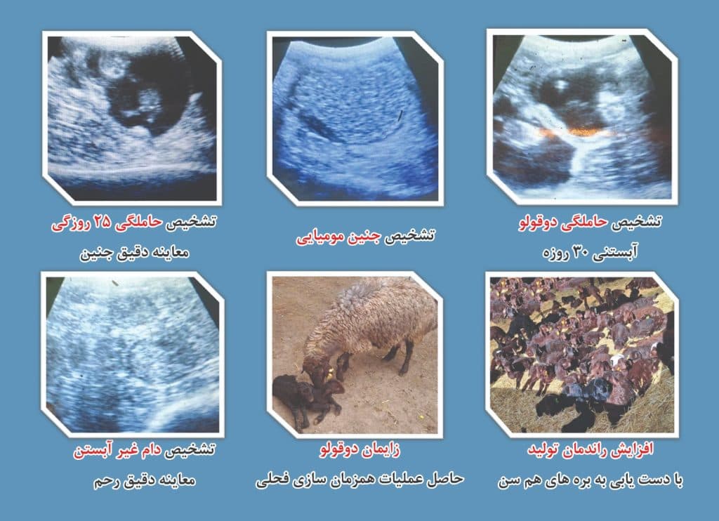 دوقلوزایی گوسفند و بز دکتر قاسمی در اصفهان